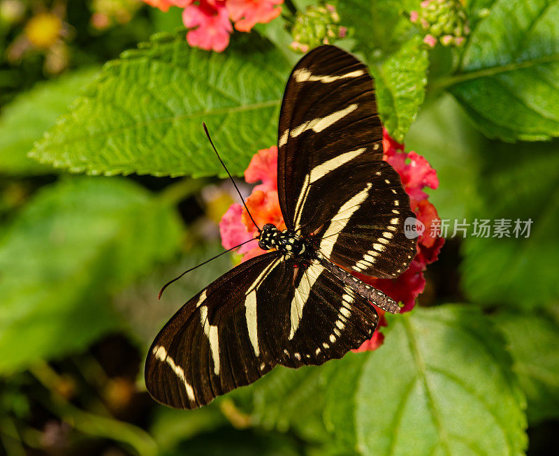 长翅斑马(Heliconius charithonia)是蛱蝶科长翅斑马亚科蛱蝶的一种。佛罗里达。